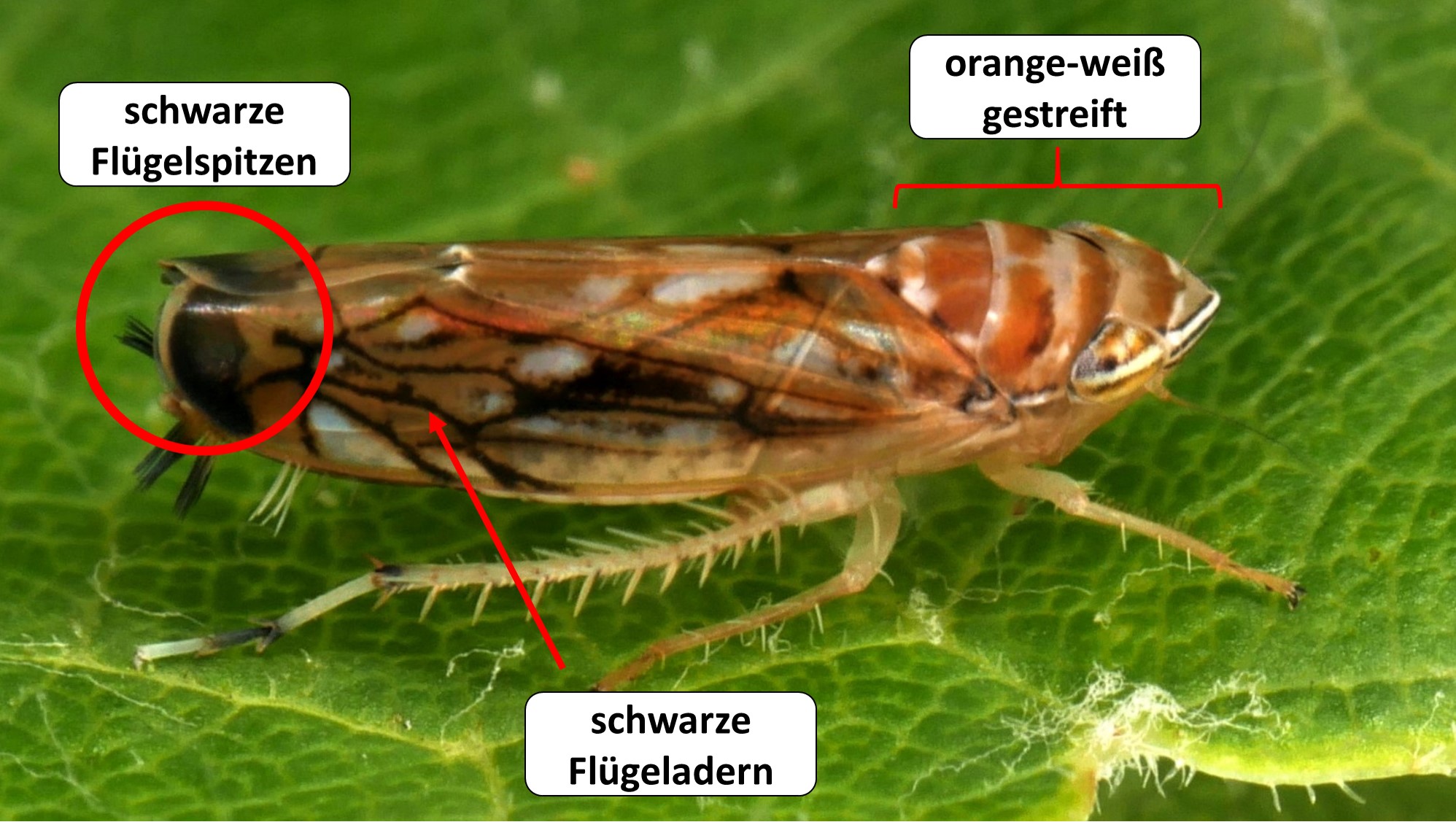 S. titanus auf Rebblatt