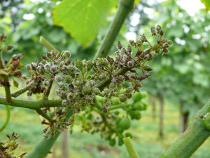 Peronospora an Geschein