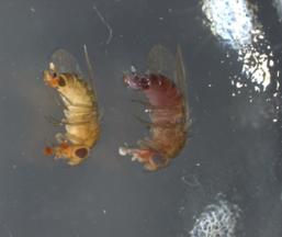 Kirschessigfliege an Kirsche