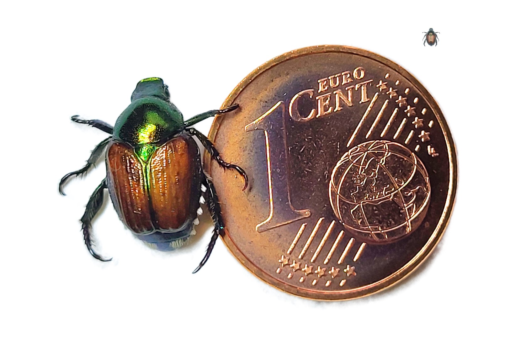 Japankaefer 1 Cent Muenze