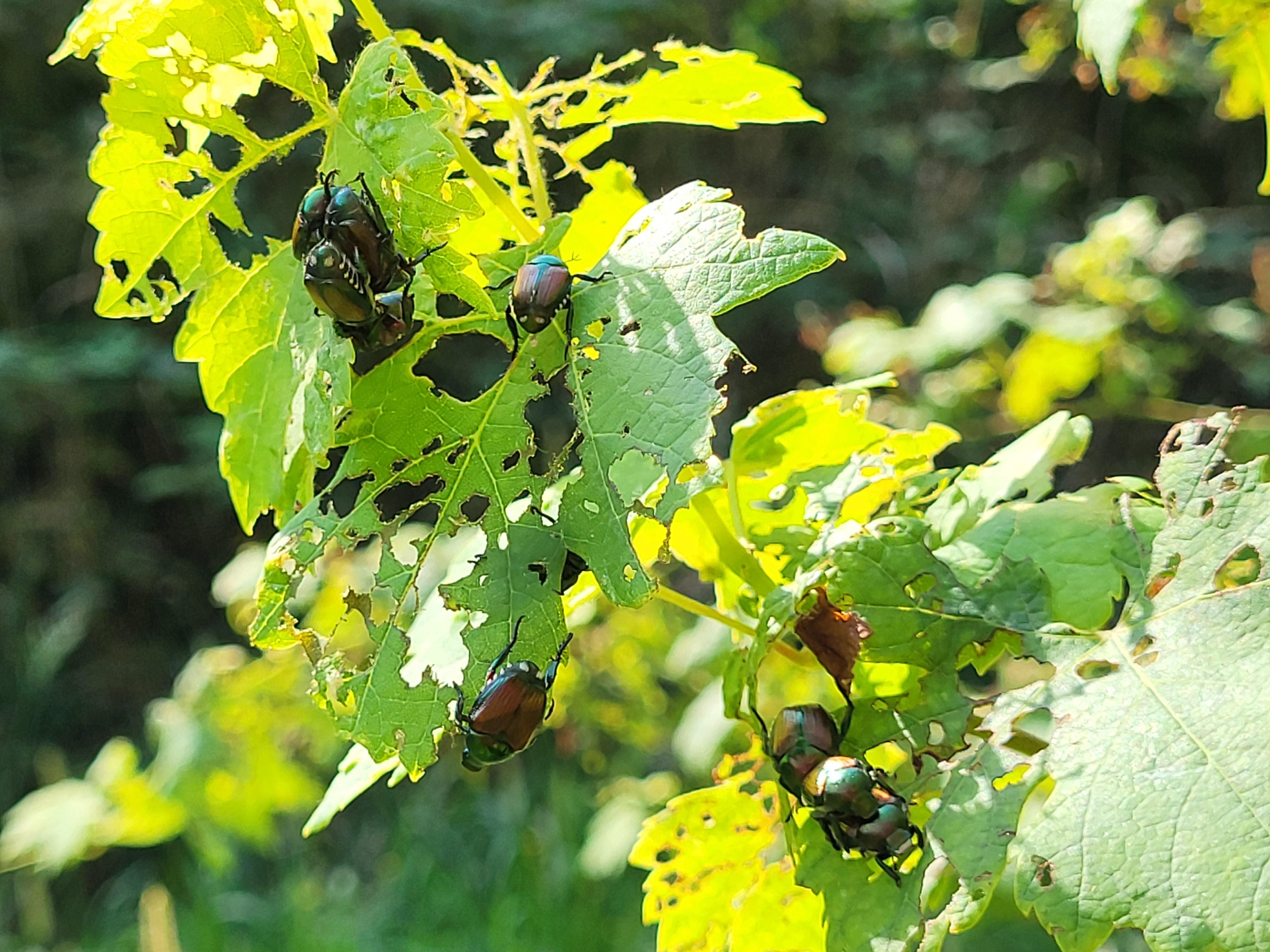 Skelettierfraß an Reben