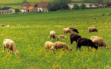 Schafe auf der grünen Weide mit gelb blühenden Blumen und im Hintergrund dörfliche Bebauung mit Bäumen Schafe auf der grünen Weide mit gelb blühenden Blumen und im Hintergrund dörfliche Bebauung mit Bäumen