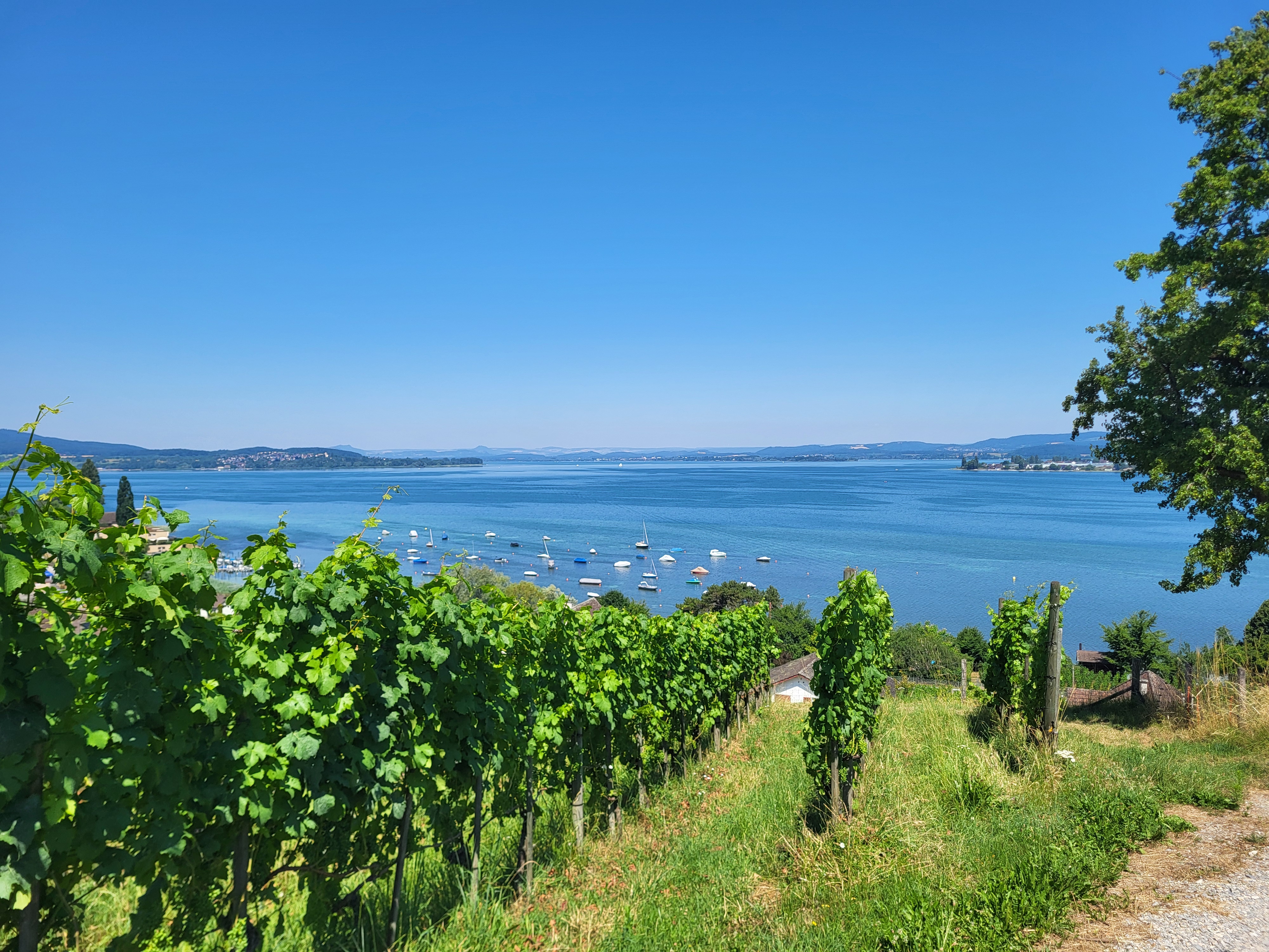 Foto 1: Versuchsfläche am Bodensee (Quelle: Niklas Samuel).