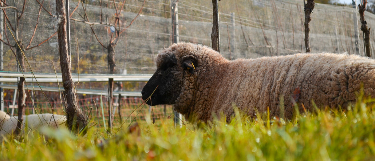 Eine Frau sitzt im Labormantel am Mikroskop