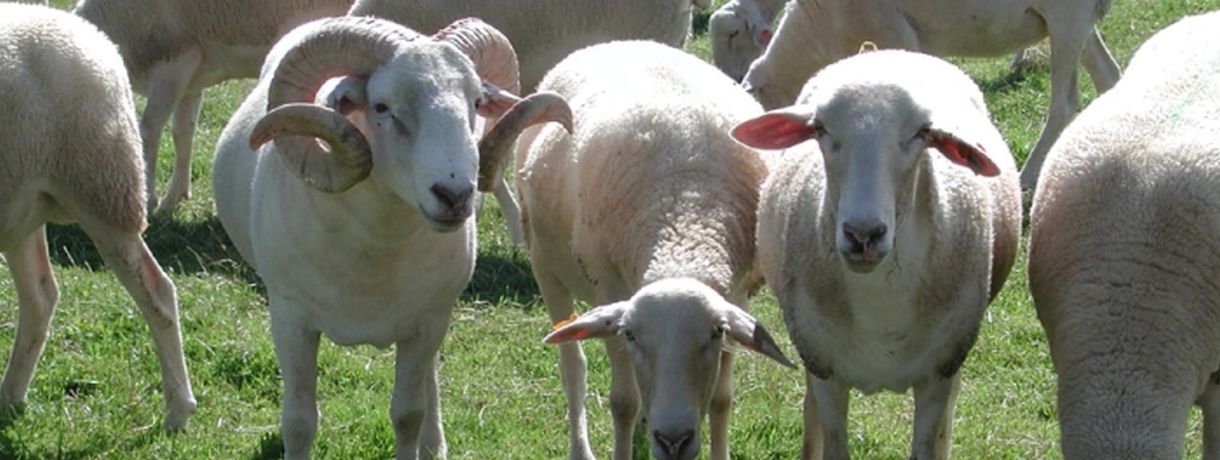 Foto: Landwirtschaftliches Zentrum Baden-Württemberg (LAZBW) weiße Nolana-Schafe auf grüner Wiese; Foto: Landwirtschaftliches Zentrum Baden-Württemberg (LAZBW)