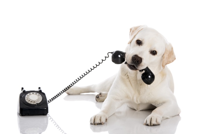 Großer, heller Hund hat einen knochenförmigen Telefonhörer eines schwarzen Wähhlscheibentelefons im Mail