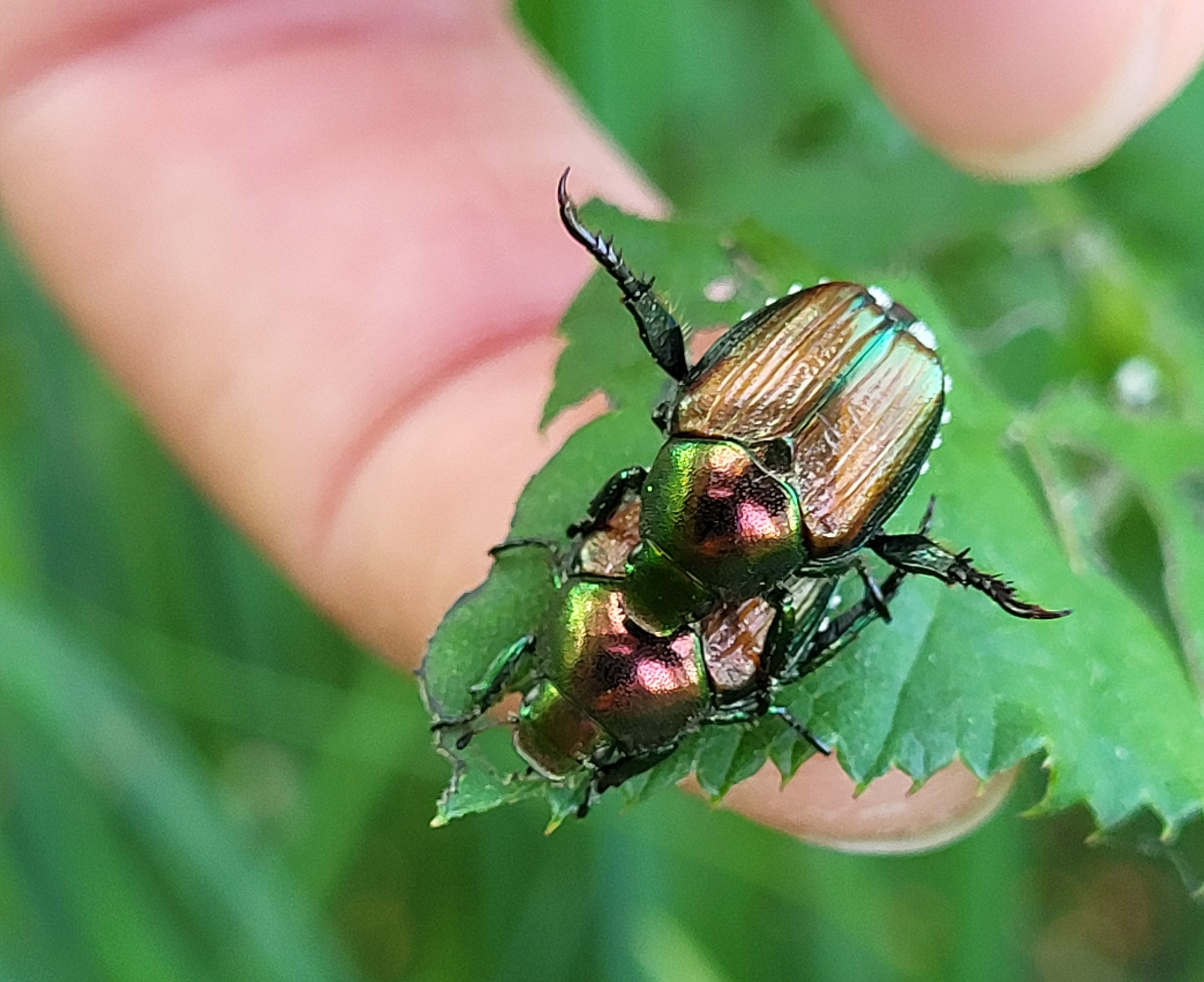 Japankaefer Alarmverhalten