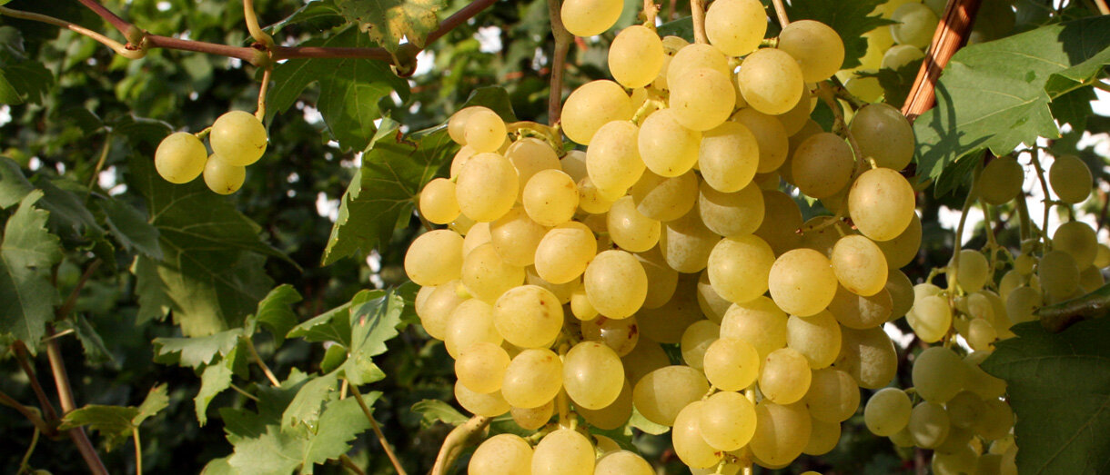 Reife Tafeltrauben an einem Rebstock
